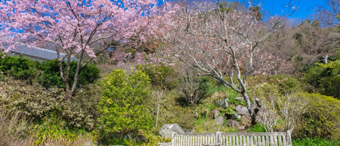 浄妙寺の桜